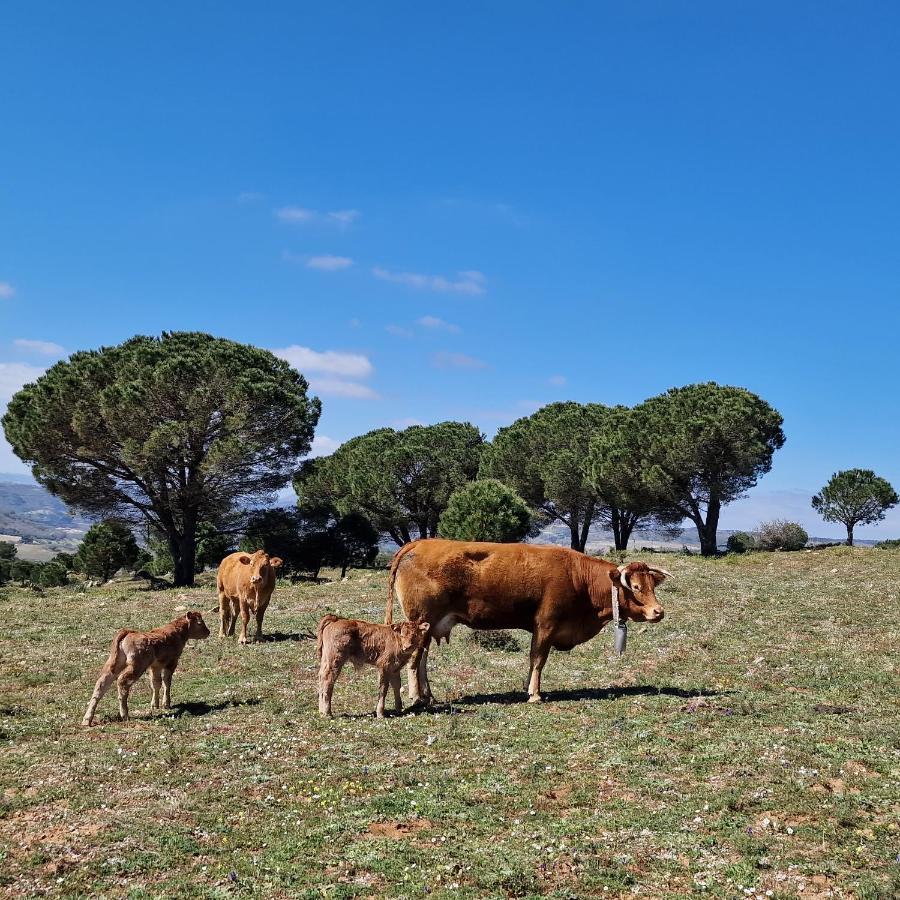 Agriturismo Il Drago Piazza Armerina Eksteriør billede