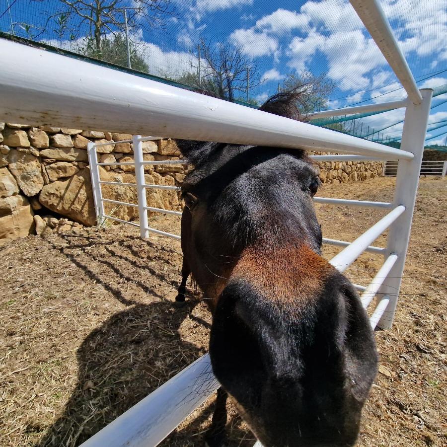 Agriturismo Il Drago Piazza Armerina Eksteriør billede