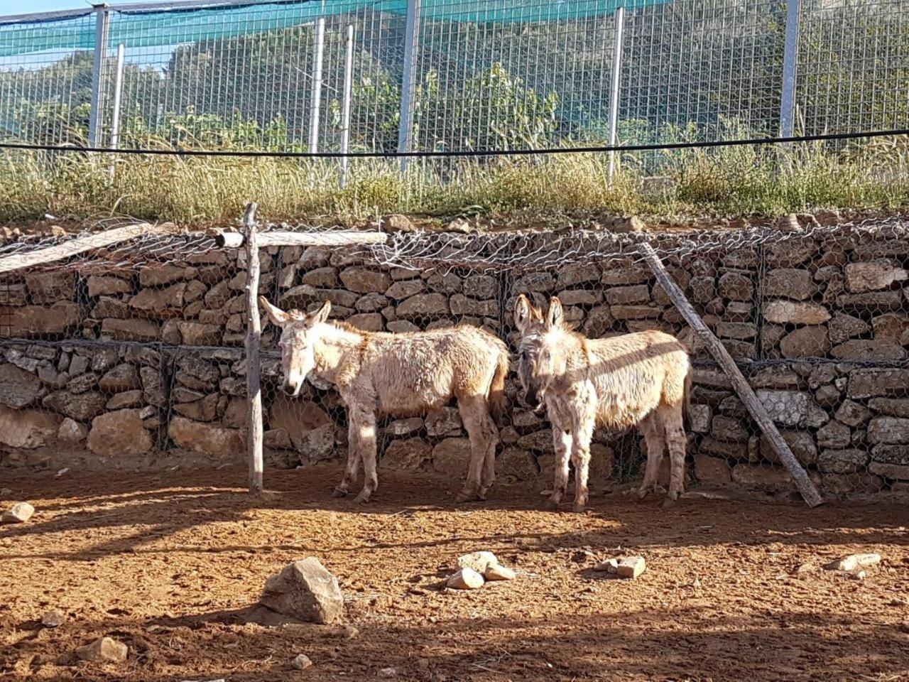 Agriturismo Il Drago Piazza Armerina Eksteriør billede